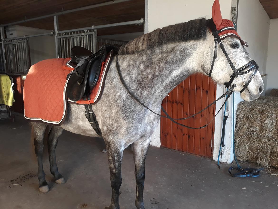 Pura Raza Española BS Adora billede 32