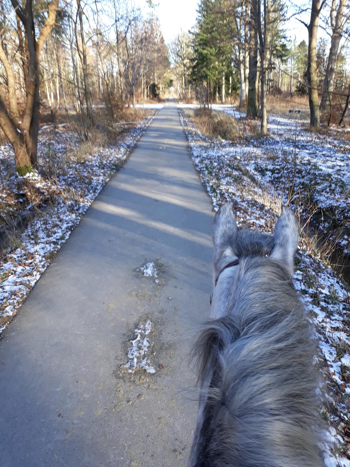 Pura Raza Española BS Adora billede 33