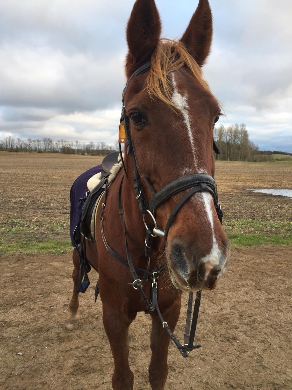 Traver Fighter Fay billede 4