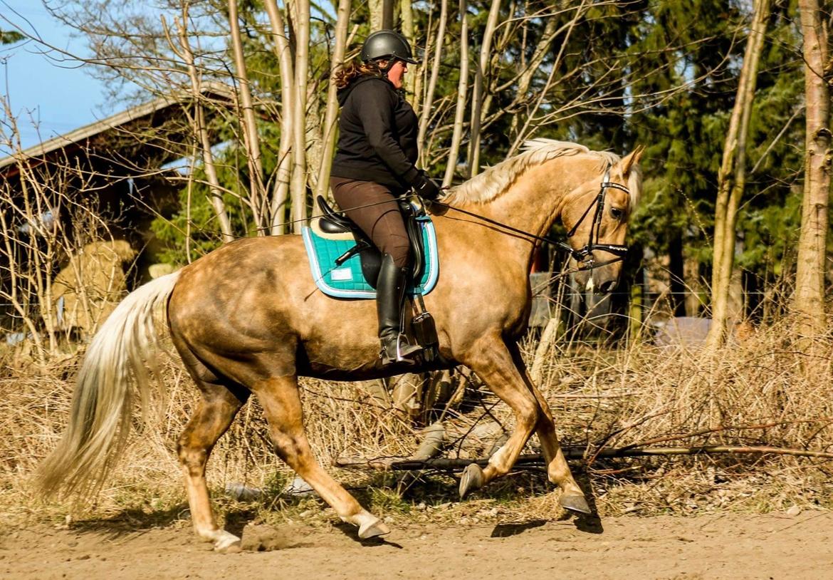 Palomino Bjerregårdens storm billede 15