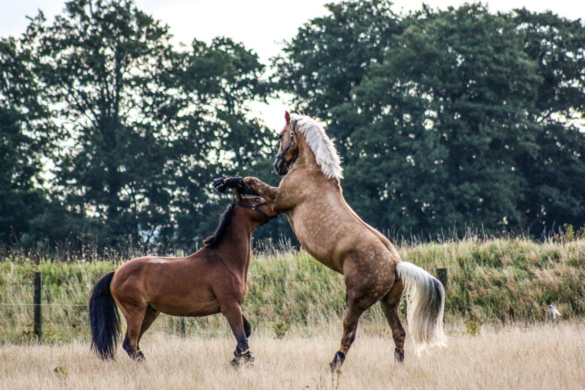 Palomino Bjerregårdens storm billede 19