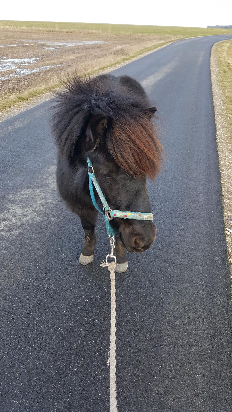 Shetlænder Maja - maja på tur billede 8
