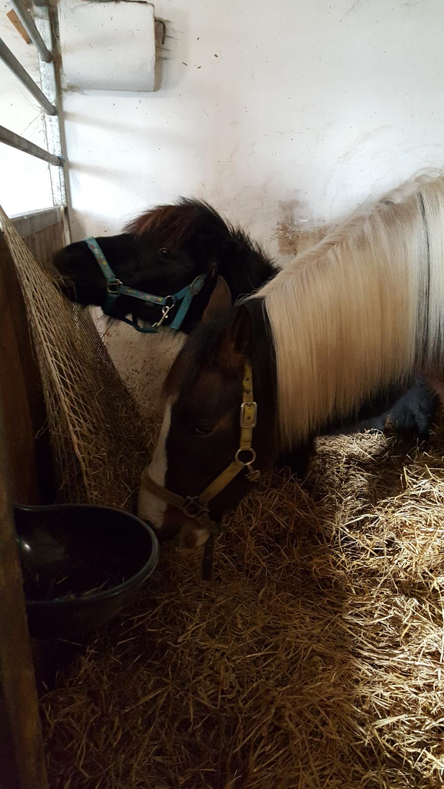 Shetlænder Maja - de nyde hinanden  billede 9