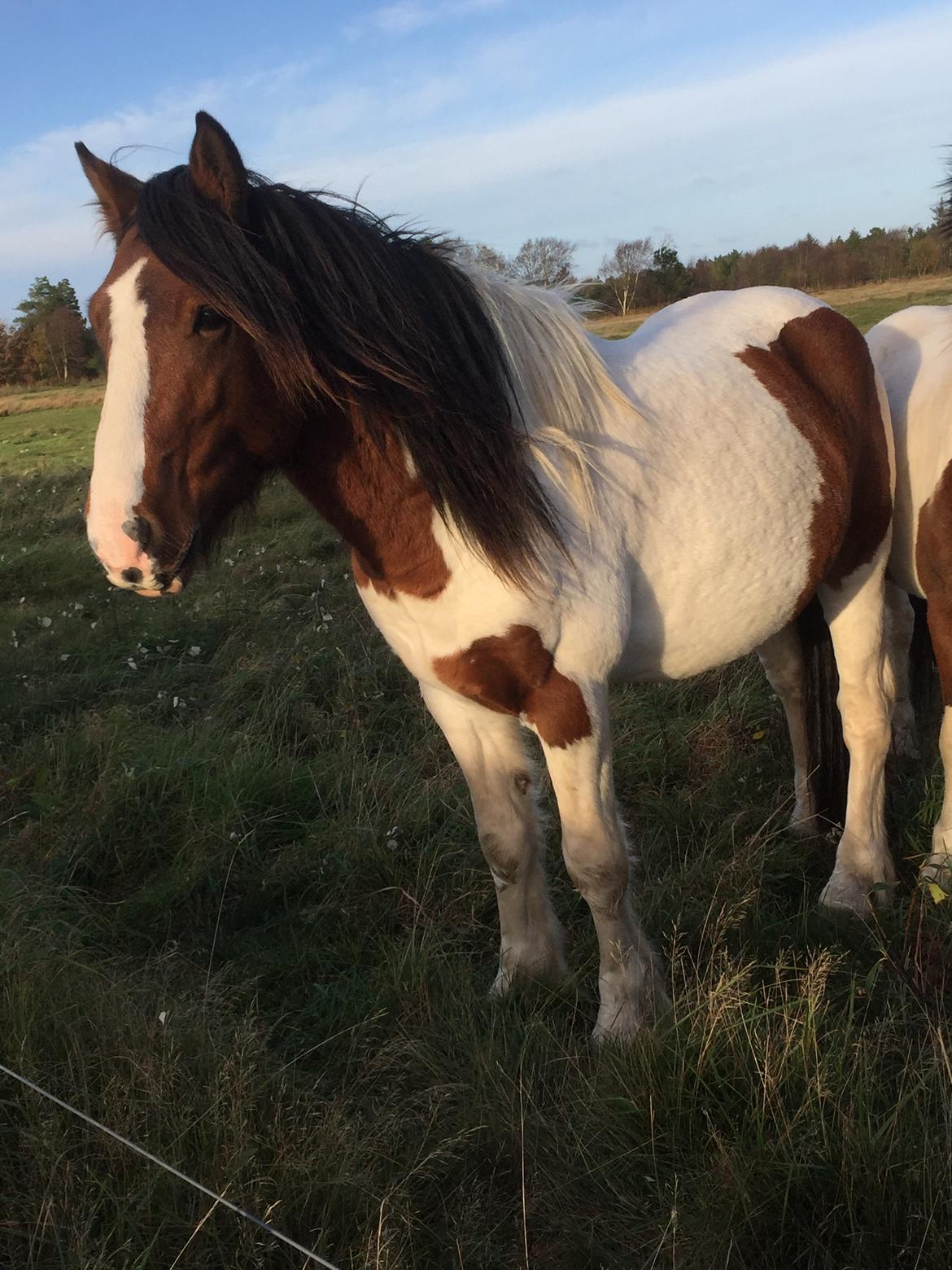 Irish Cob Crossbreed Elliot billede 3