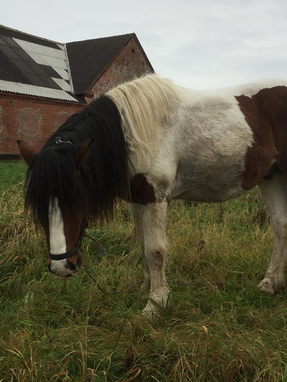 Irish Cob Crossbreed Elliot billede 4