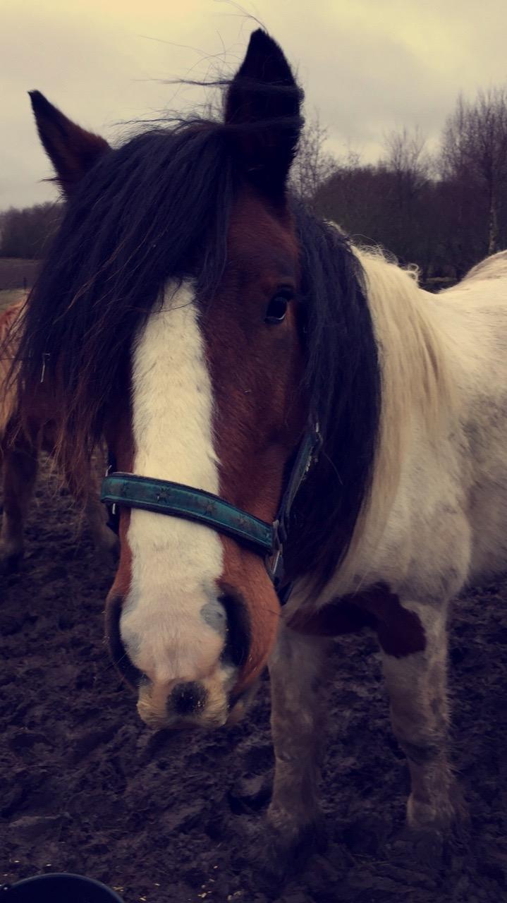 Irish Cob Crossbreed Elliot billede 8