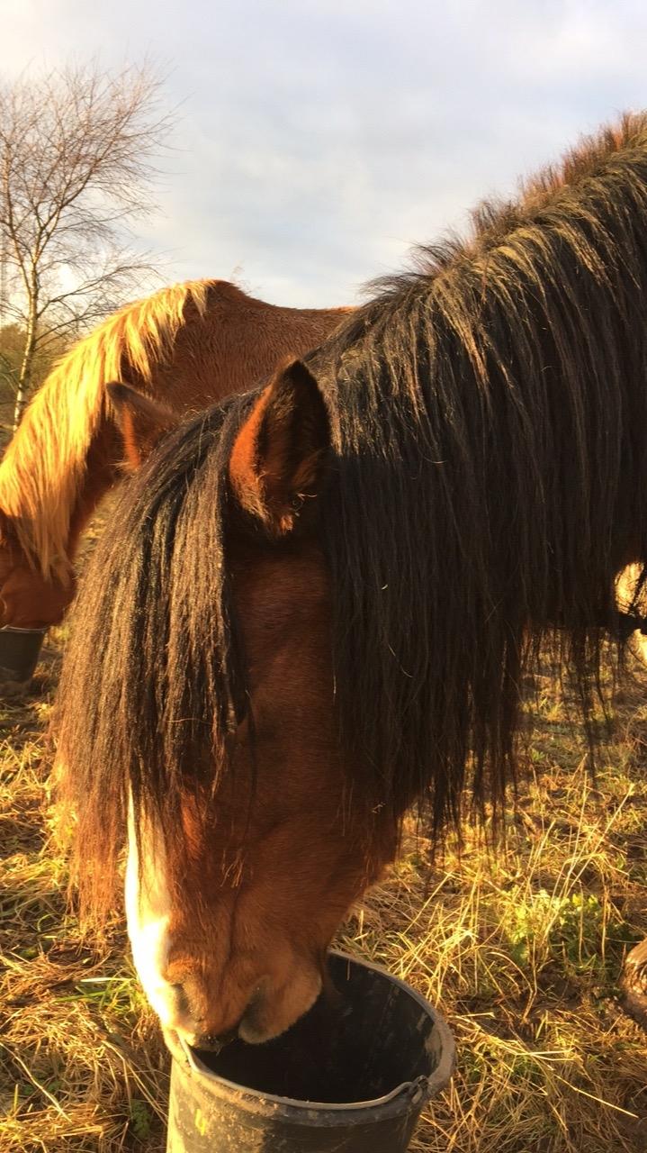 Irish Cob Crossbreed Elliot billede 11