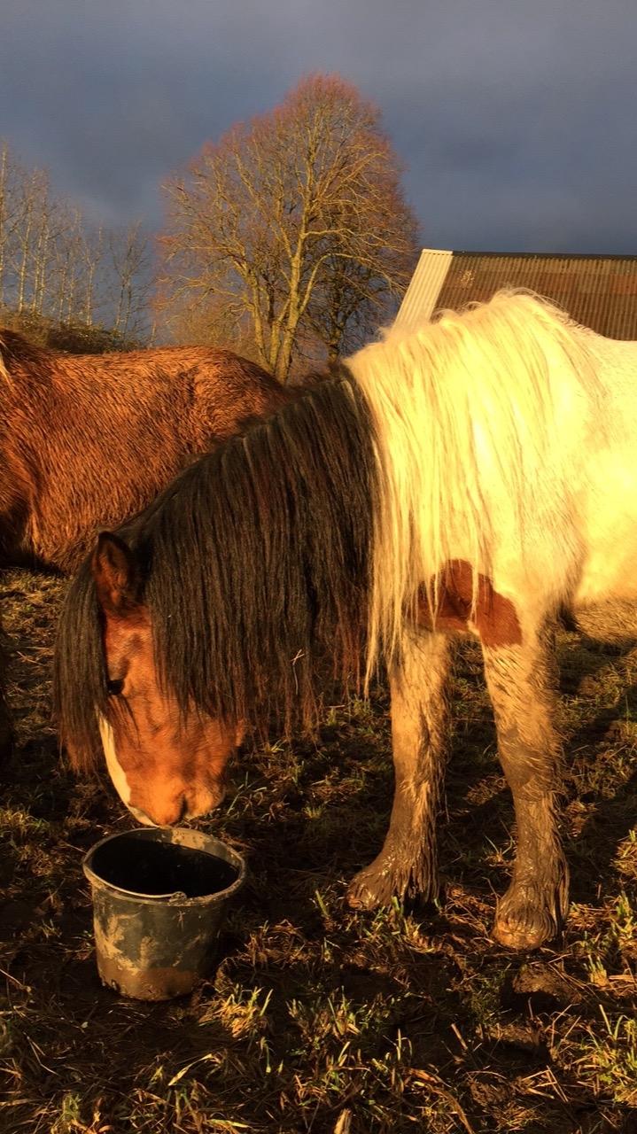 Irish Cob Crossbreed Elliot billede 13