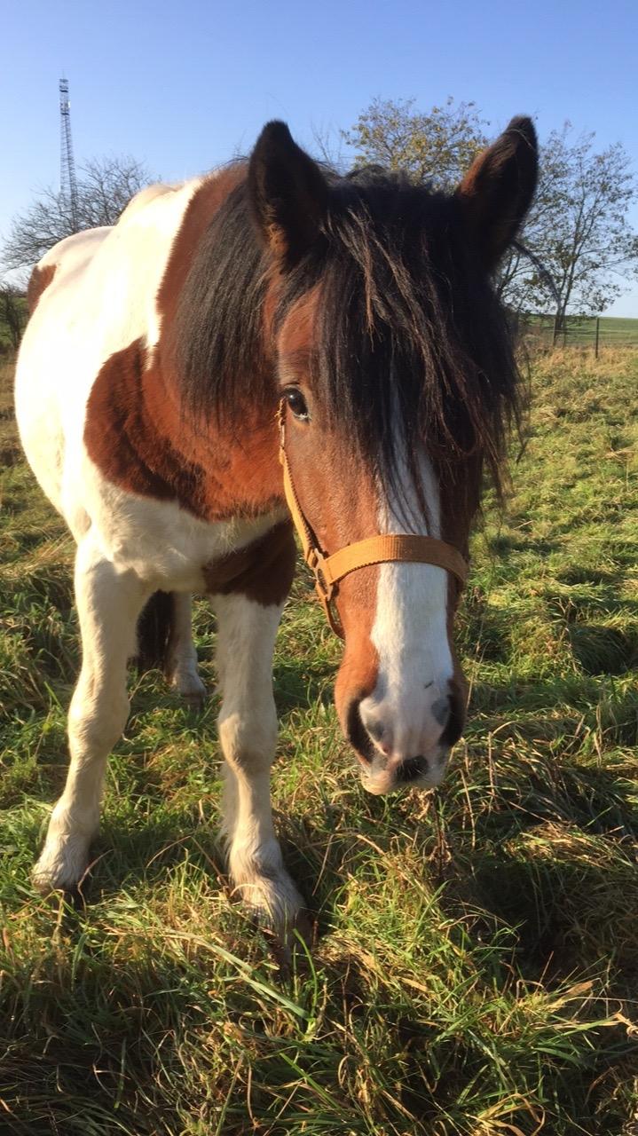 Irish Cob Crossbreed Elliot billede 7