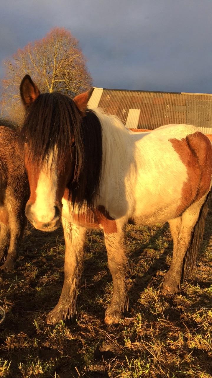 Irish Cob Crossbreed Elliot billede 14