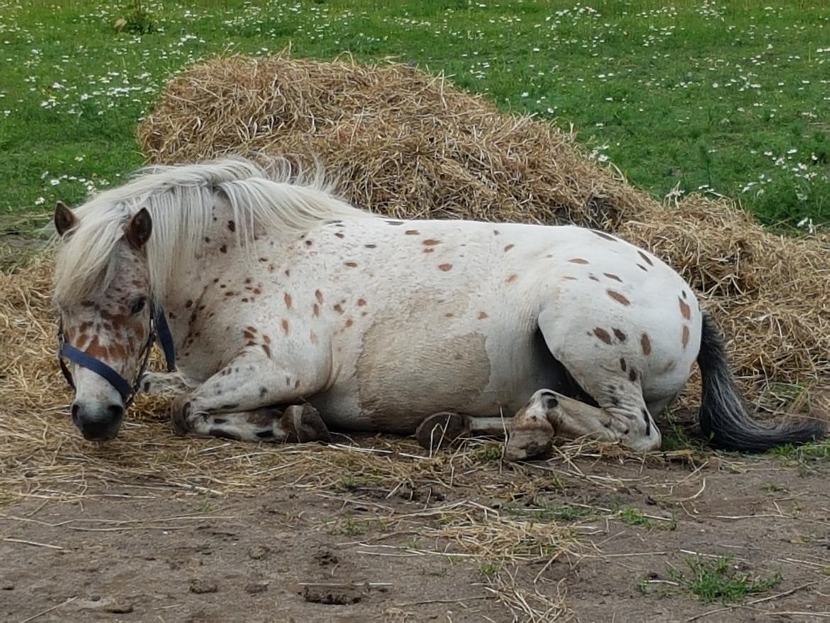 Anden særlig race Pyrus  billede 3