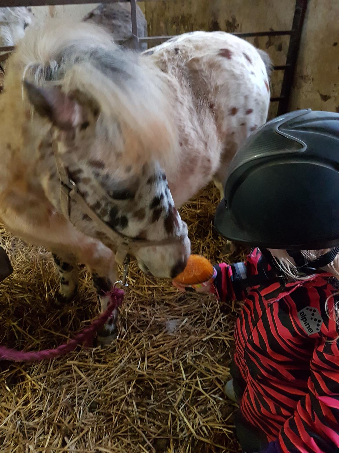 Anden særlig race Pyrus  billede 4