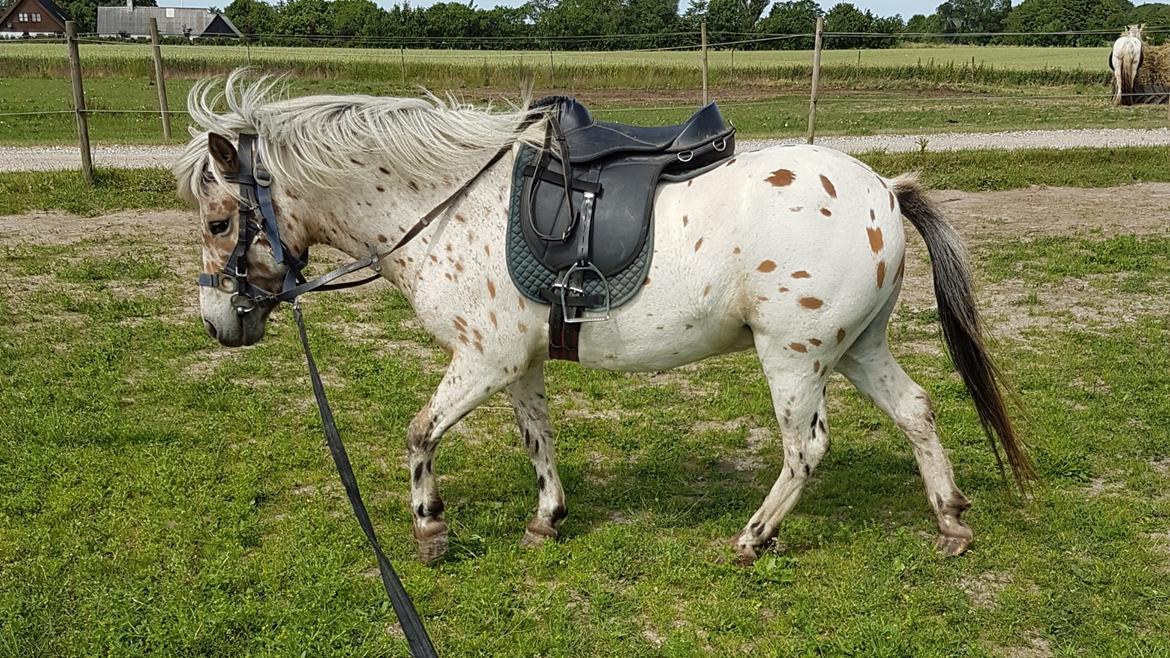 Anden særlig race Pyrus  billede 1