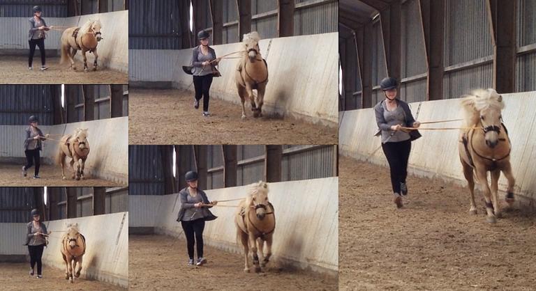 Welsh Partbred (Sec F) Stendalsgaards Golden - En sjælden billedsamling af arbejdet i lange liner - her første gang i galop! billede 7