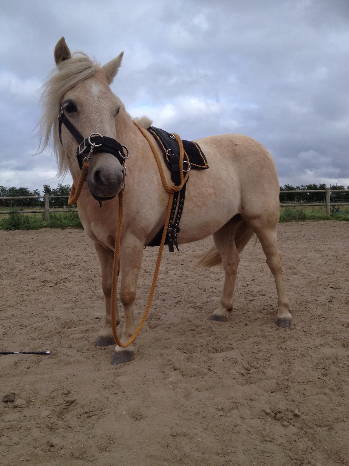 Welsh Partbred (Sec F) Stendalsgaards Golden billede 14