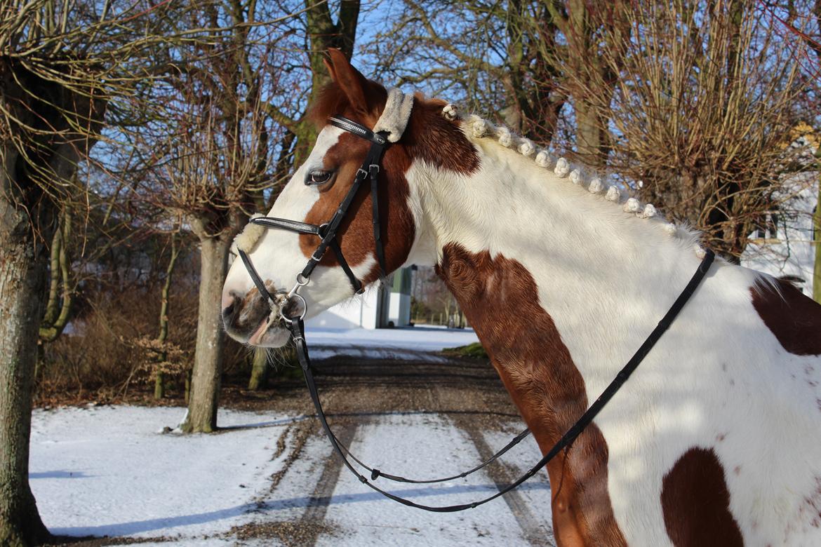 Pinto What A Spot - Ihhh smukke! billede 19