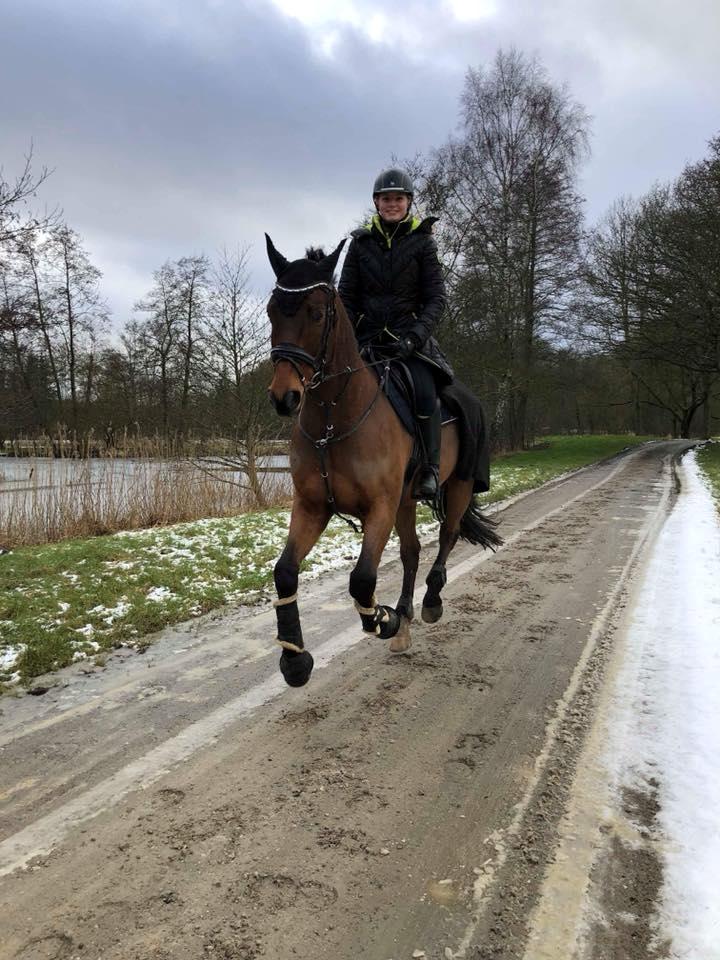 Dansk Varmblod Stanley billede 2