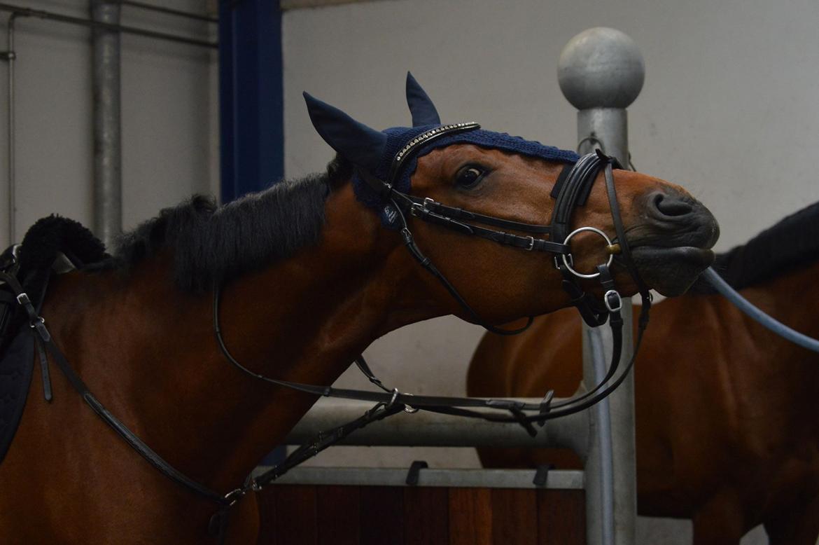 Dansk Varmblod Stanley billede 3