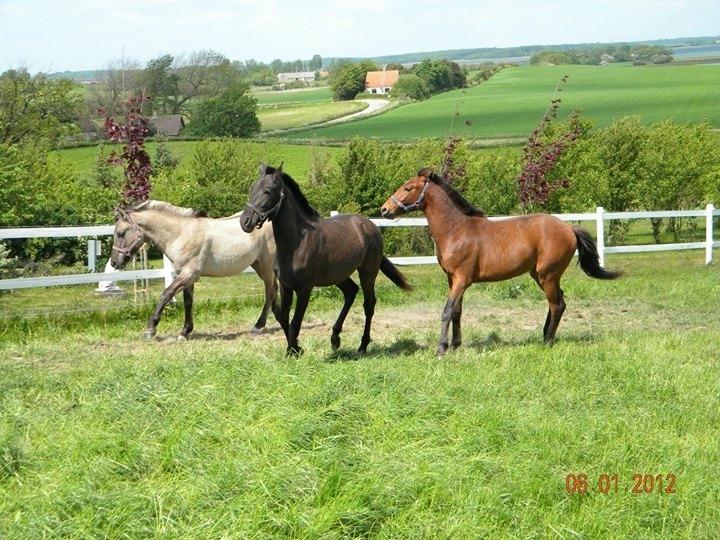 Anden særlig race Bruno Monti - Bruno i følbørnehave billede 13