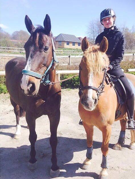 Oldenborg Højskovens Tinto  billede 3