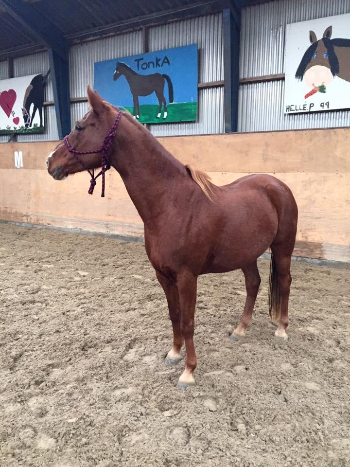 DSP B-Ready billede 18