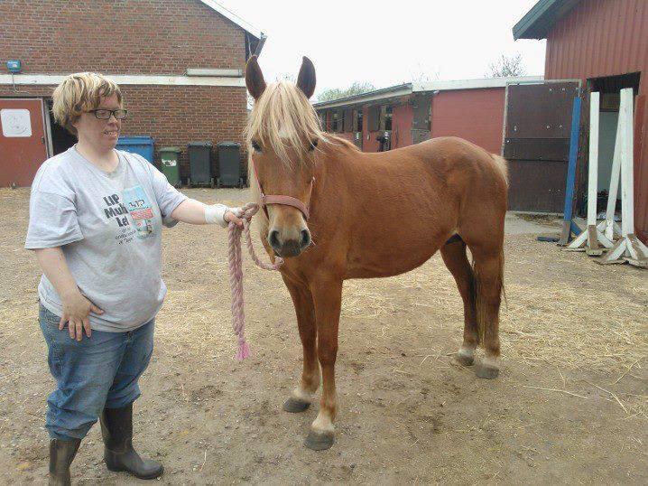 Tyroler Haflinger remis - FRA DEN JEG FIK HENDE billede 5