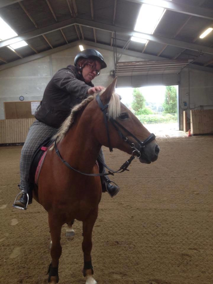 Tyroler Haflinger remis - ÆLDRE BILLED billede 6