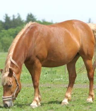 Tyroler Haflinger remis - FOLD BILLED billede 9