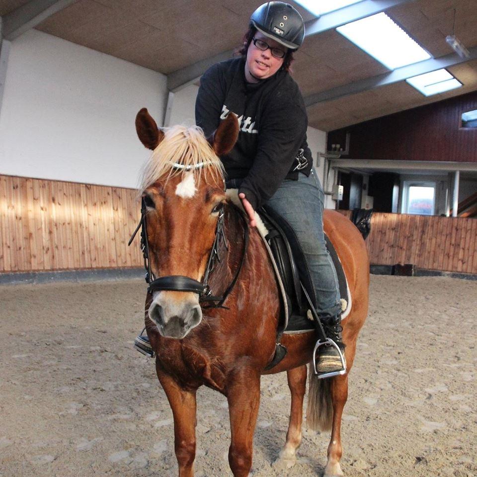 Tyroler Haflinger remis - STILSTAND BILLED billede 2