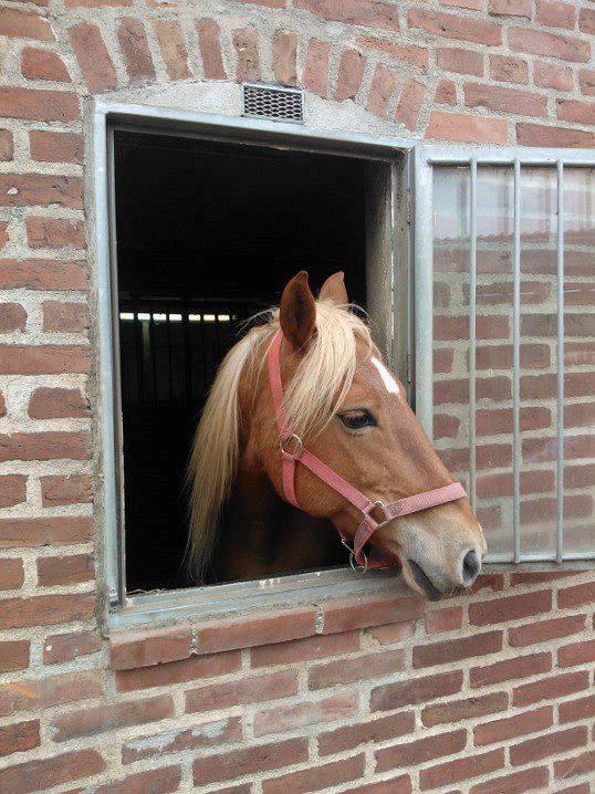 Tyroler Haflinger remis - KIGGER UD AF VINDUET billede 8