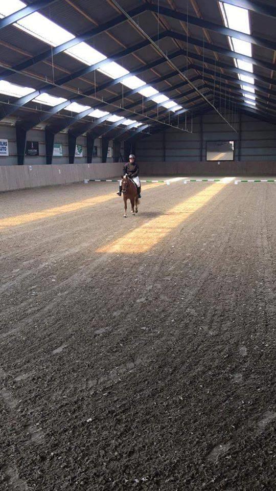 Tyroler Haflinger remis - PARADEBILLED billede 12