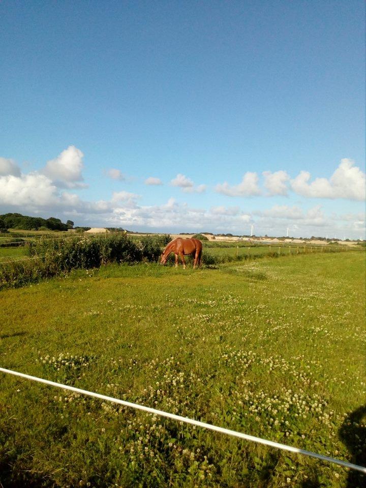 Tyroler Haflinger remis - FOLDBILLED billede 14