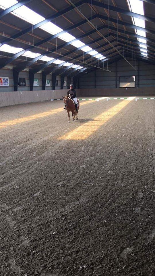 Tyroler Haflinger remis - STÆVNE BILLED billede 3