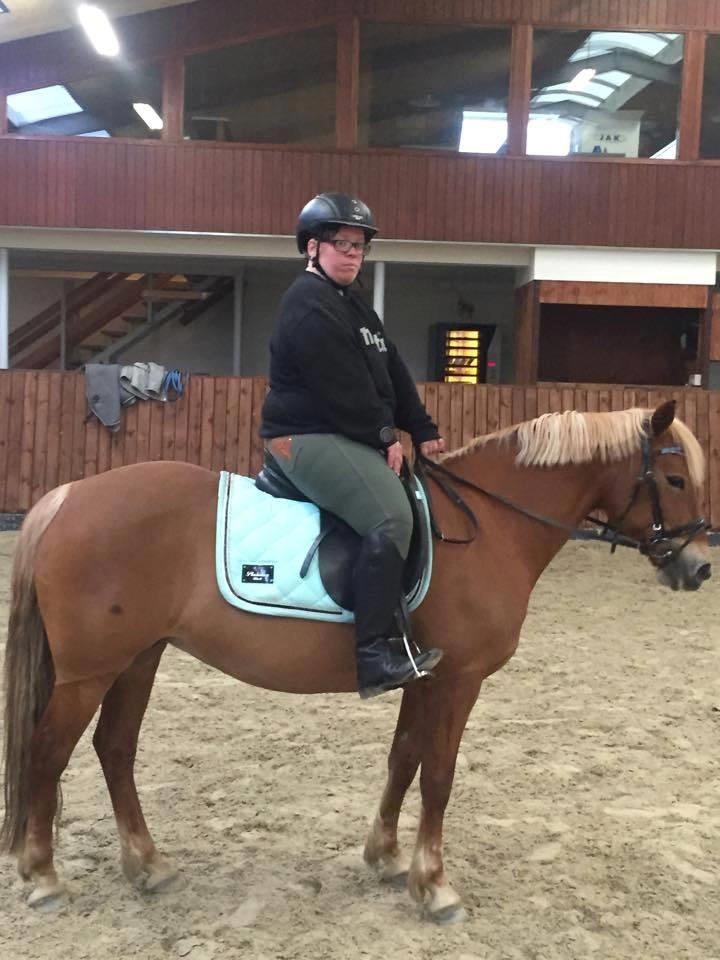 Tyroler Haflinger remis - PARADEBILLED billede 17