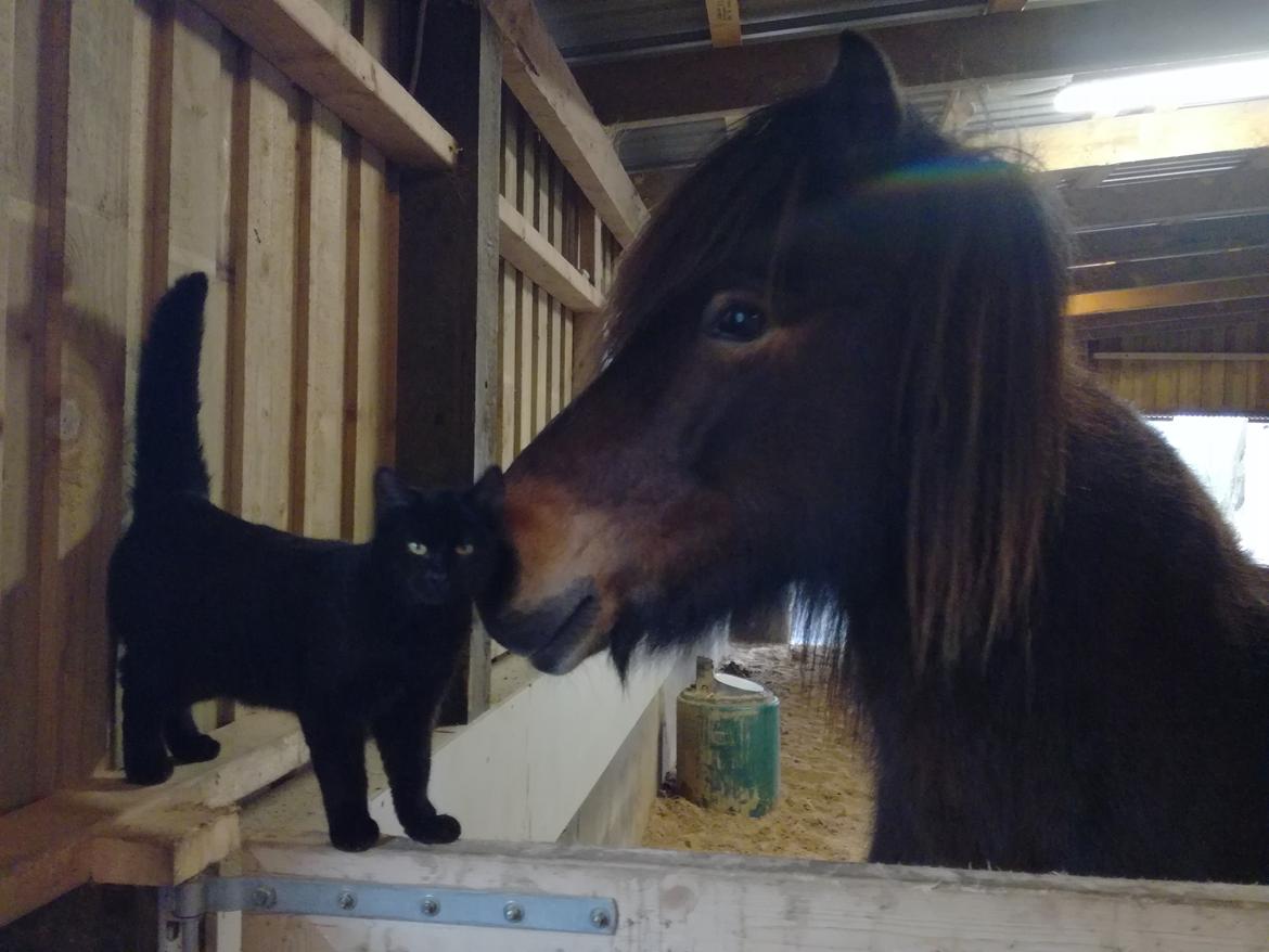 Islænder Katharina fra Guldbæk billede 8