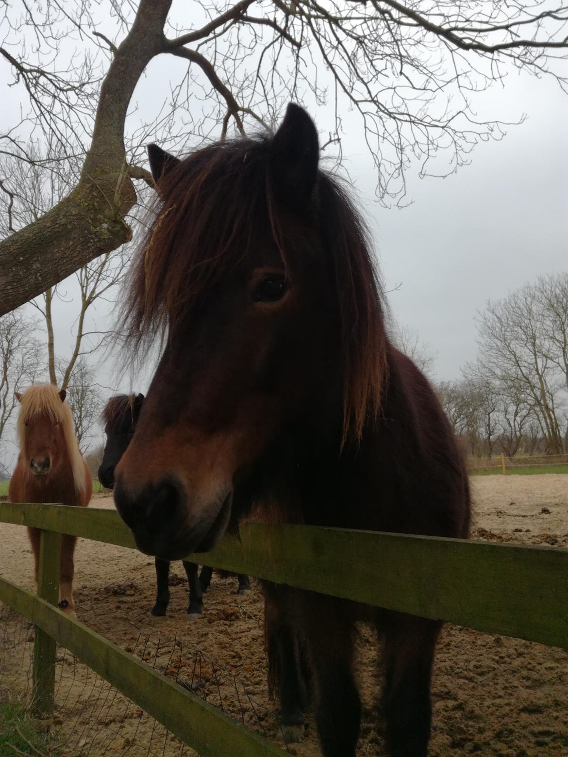 Islænder Katharina fra Guldbæk billede 10