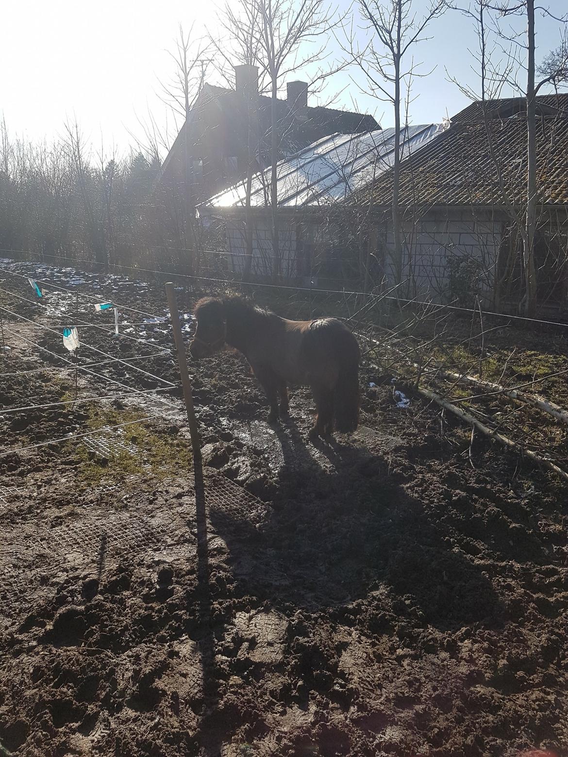 Shetlænder Bøgegaardens Bibbi billede 19