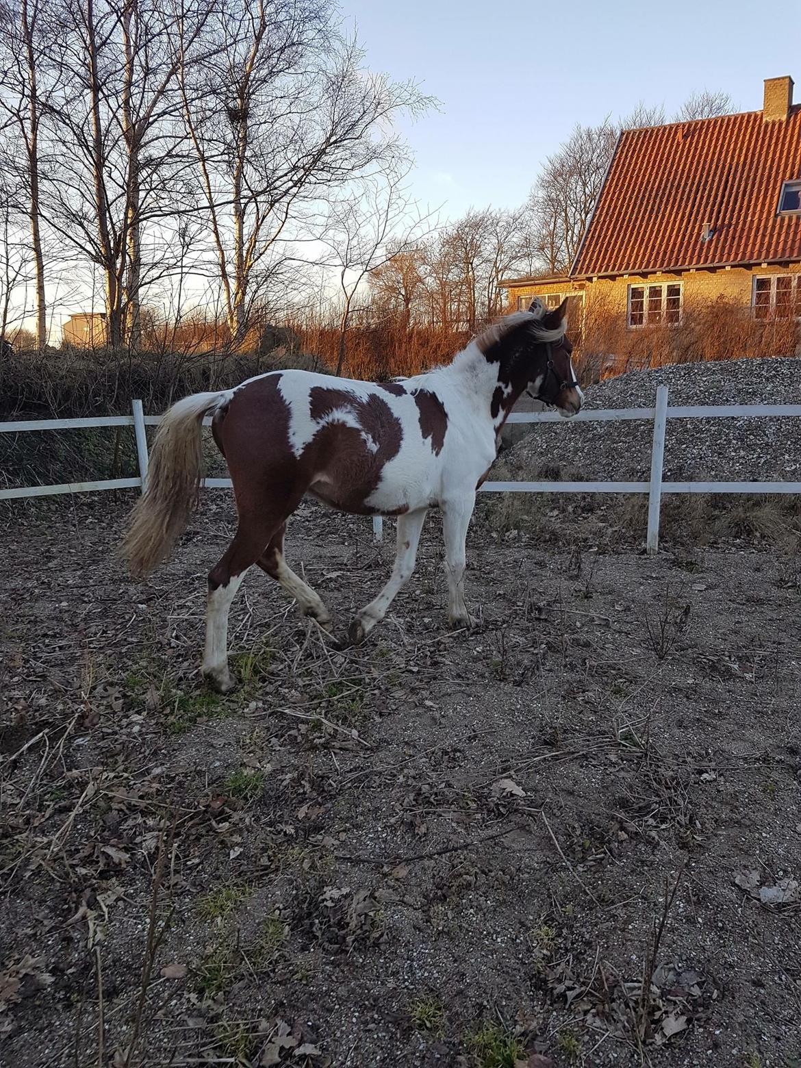 Anden særlig race Maja billede 20