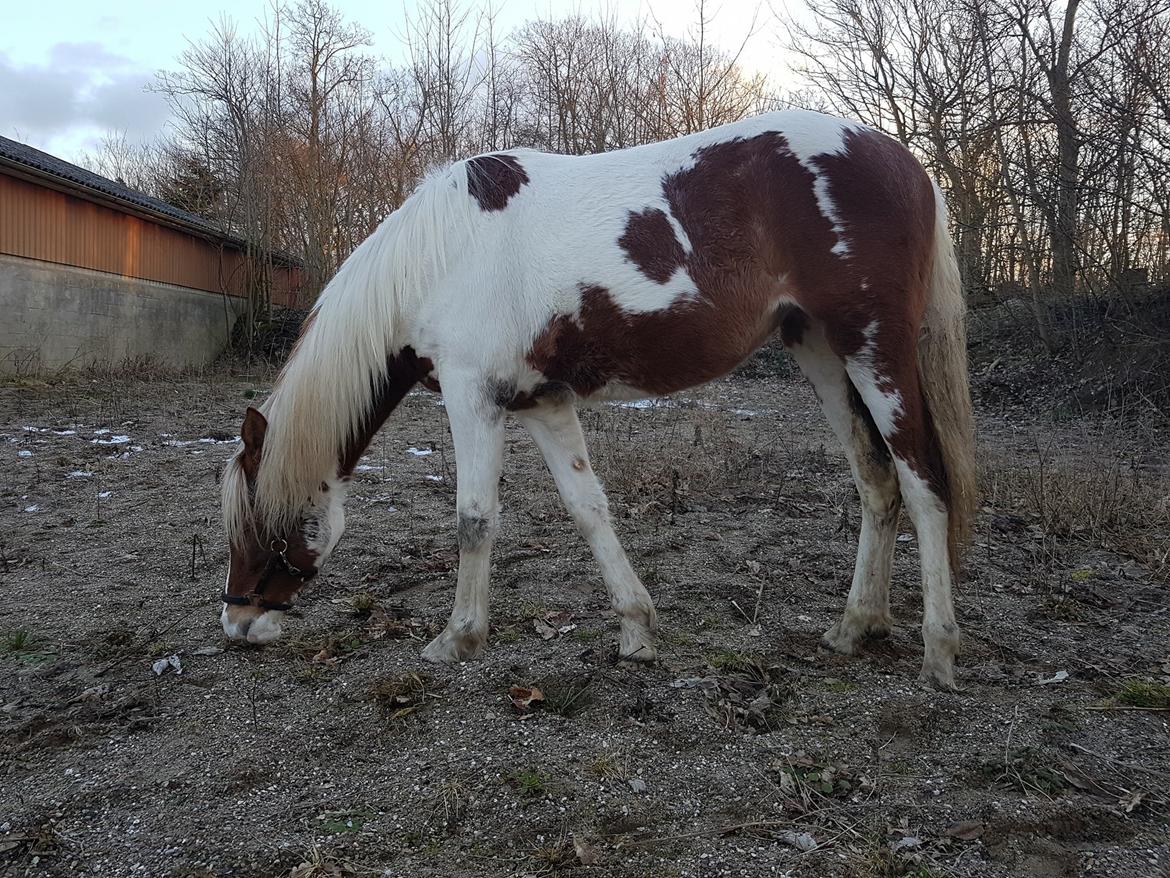 Anden særlig race Maja billede 19