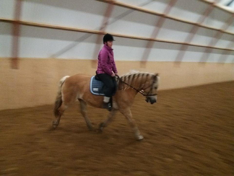 Tyroler Haflinger Luca-Lavanda billede 8