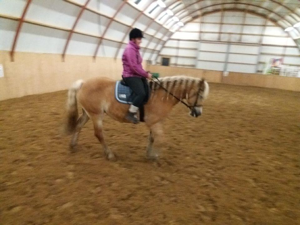 Tyroler Haflinger Luca-Lavanda billede 19