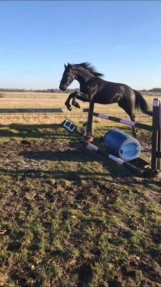 Anden særlig race Lillebygholms Damon billede 7