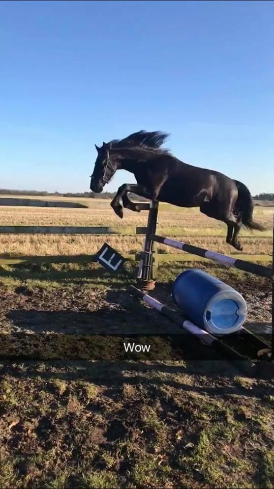 Anden særlig race Lillebygholms Damon billede 5