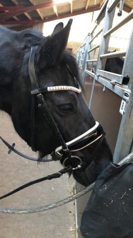 Frieser Griet Mieke billede 6