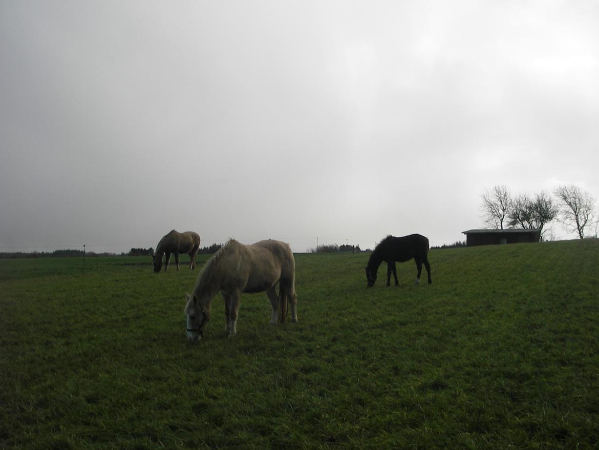 Palomino Thorgal Alexsis billede 2