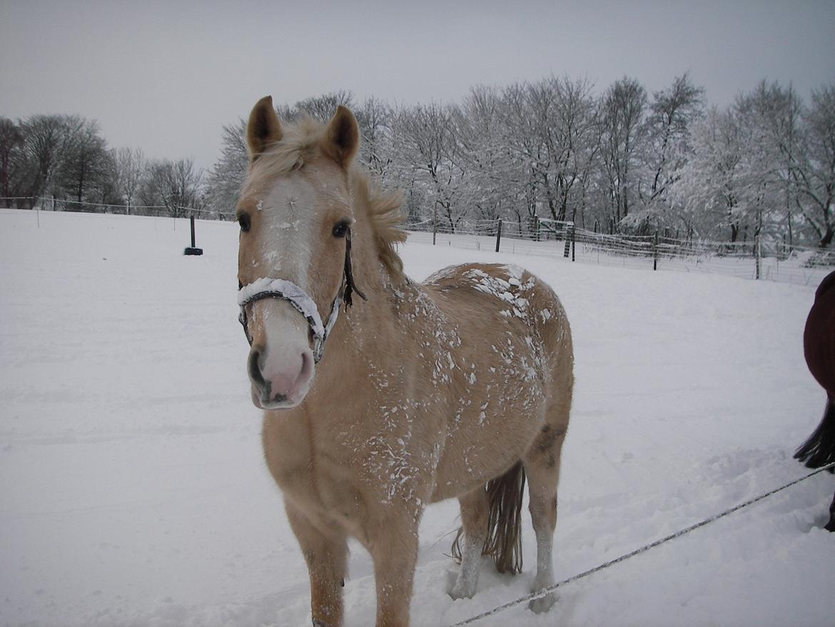 Palomino Thorgal Alexsis - En vinter med sne billede 7