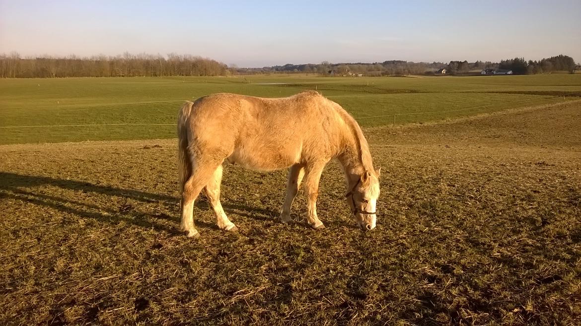 Palomino Thorgal Alexsis - Thorgal billede 1