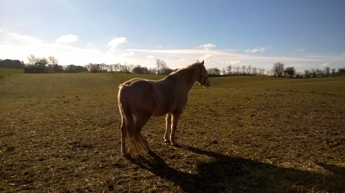 Palomino Thorgal Alexsis billede 3