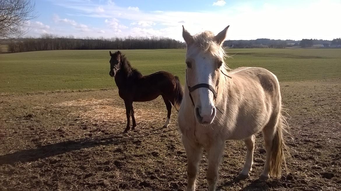 Palomino Thorgal Alexsis - Thorgal, og Nero i bagrunden billede 4