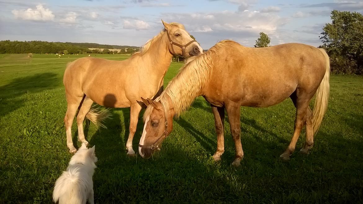 Palomino Thorgal Alexsis - Thorgal og Djoker og hunden Stella billede 5